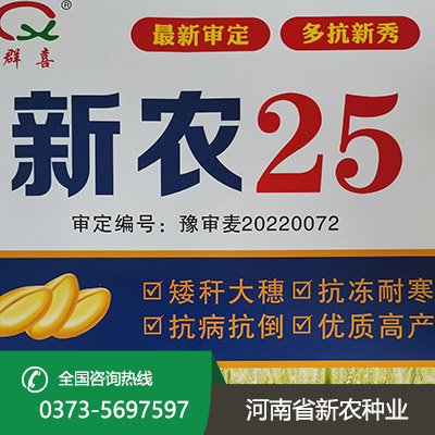 河南矮秆大穗小麦种子