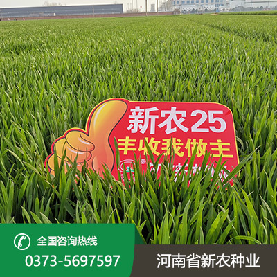 河南小麦种子