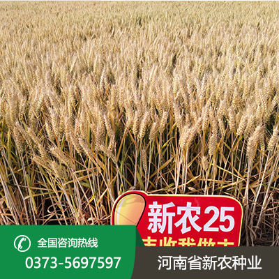 河南麦种