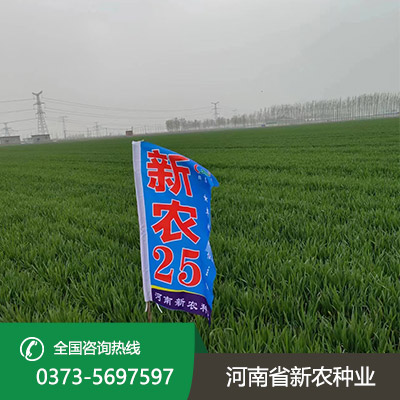 河南小麦种子报价