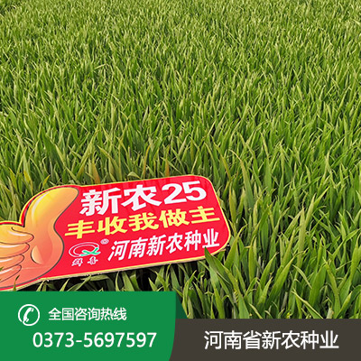河南丰产小麦种子