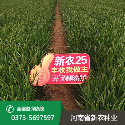 河南高产小麦种子