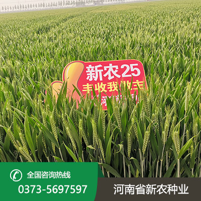河南小麦种子批发价格