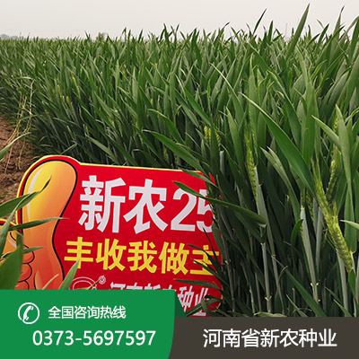 河南小麦种子怎么种