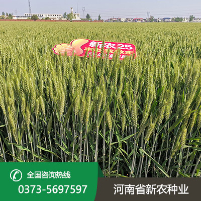 河南小麦种子批发