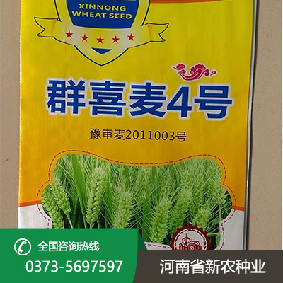 河南群喜麦4号小麦种子