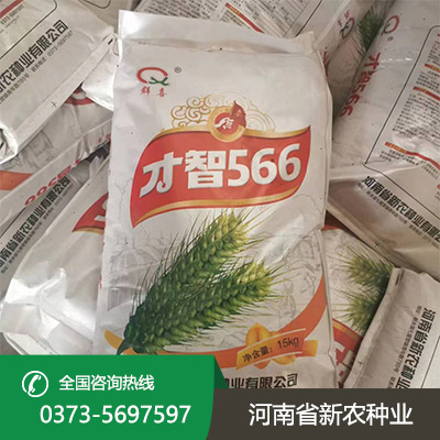 河南早熟小麦种子