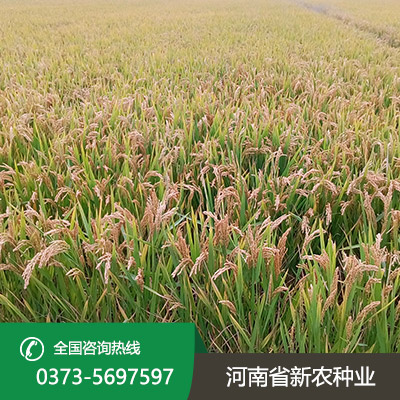 河南水稻种子批发