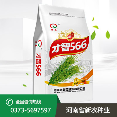 河南才智566小麦种