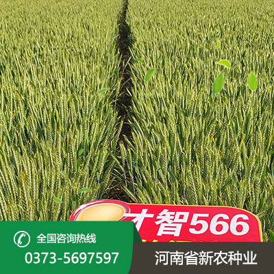 河南才智566小麦种