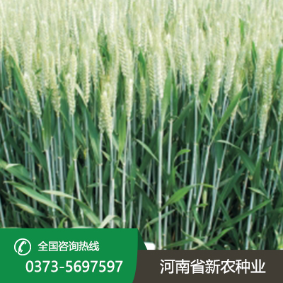 河南佳源25