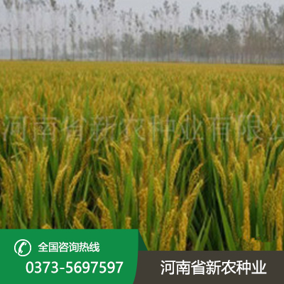 河南水稻